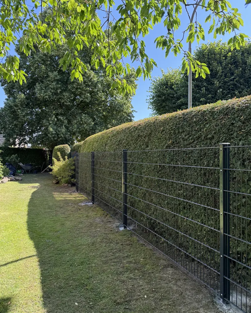 Doppelstabmattenzaun entlang einer geschnittenen Hecke im Sommer